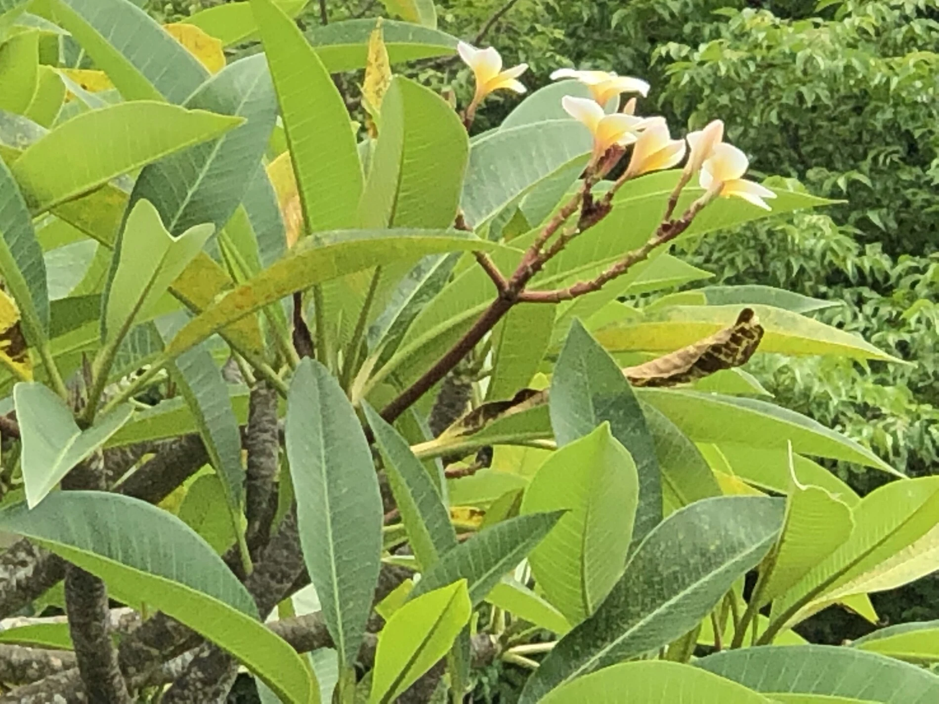 2018-Bali Island-Bali eiland-巴厘岛